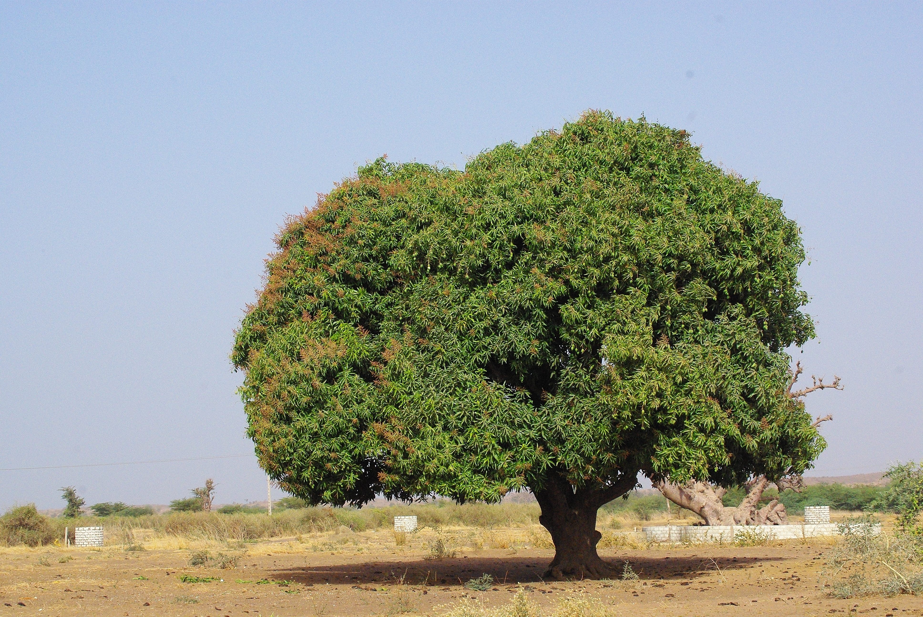 Le gros manguier en saison séche, Brousse de Somone, Sénégal.